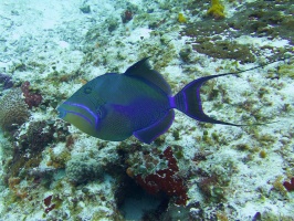 Queen Triggerfish IMG 9309